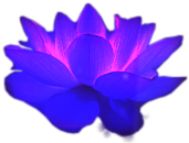 Pretty lotus flower.